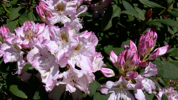 Bois des Moutiers (332) Mai 2012